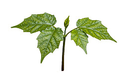 绿色植物枝叶特写图片