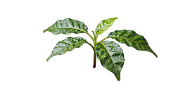 绿色叶片特写孤立于白色背景