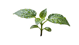 绿叶植物滴水特写图片