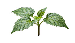 绿叶植物带水珠特写图片