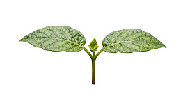 绿色植物幼苗叶片特写