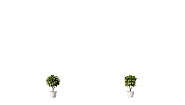 两盆绿植对称摆放于白色背景