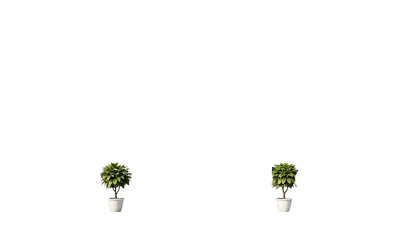 两盆绿植对称摆放于白色背景