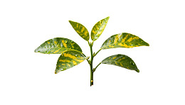 绿叶黄斑植物枝条特写