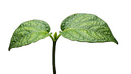 绿色幼苗叶片特写图片