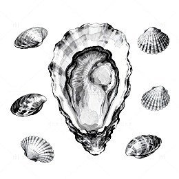 黑白手绘贝壳插画