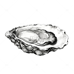 黑白线条生蚝插画