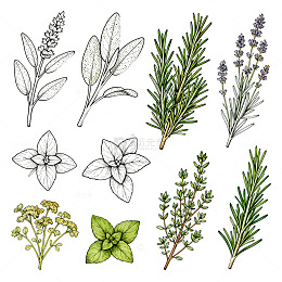 手绘风格香草植物插画素材