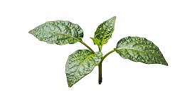 绿色植物叶片特写图片