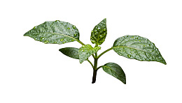 绿叶植物滴水特写图片