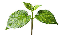绿叶植物滴水特写图片