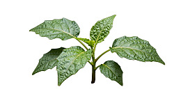 绿色植物叶片特写图片
