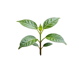 绿色植物枝叶特写图片