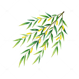 水彩柳枝插画设计元素