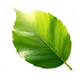 绿色树叶特写片