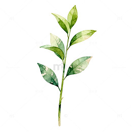 水彩植物枝叶插画素材