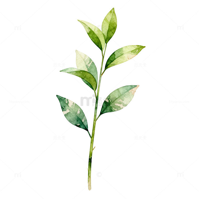 水彩植物枝叶插画素材