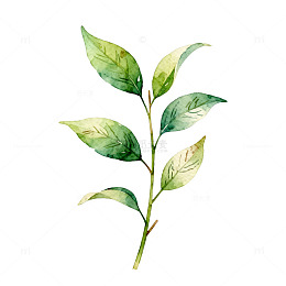 水彩植物枝条插画
