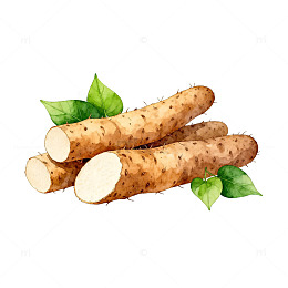 水彩山药插画食材