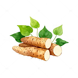水彩山药插图食材插画