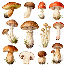 水彩蘑菇图案设计素材