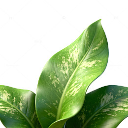 绿意盎然植物特写