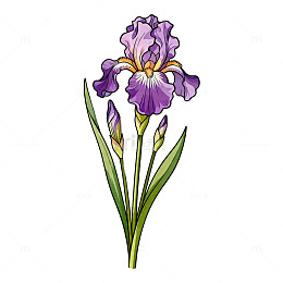 紫鸢尾花插画素材
