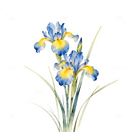 水彩鸢尾花绘画素材