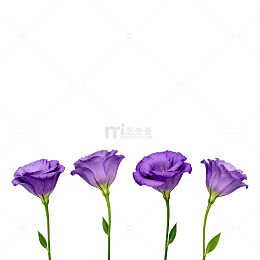 紫色花朵简约背景设计素材