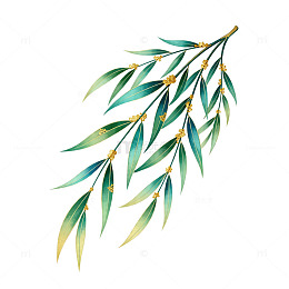 水彩柳枝花卉装饰图案
