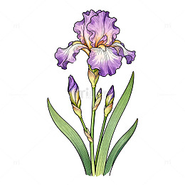 紫色鸢尾花手绘插画