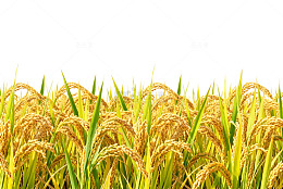 稻田金黄丰收景象