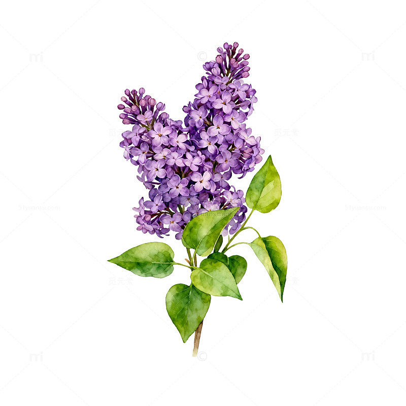 水彩紫丁香花卉插画设计素材