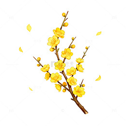 迎春花插画元素设计素材