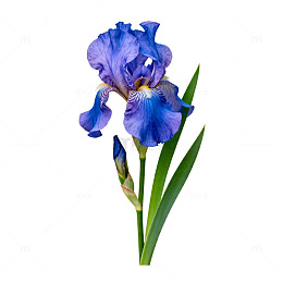 紫色鸢尾花特写