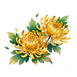金色菊花插画设计素材