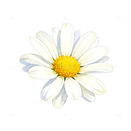 淡雅菊花插画设计素材