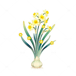 手绘水仙花插画素材