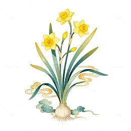 中国风水仙花插画