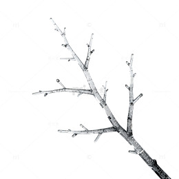 冬季枯枝雪景
