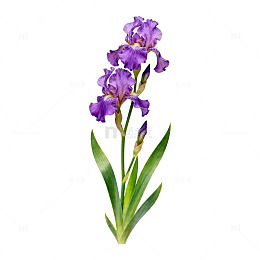 紫色鸢尾花特写植物图片