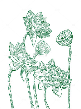 莲花莲蓬手绘线条画矢量图