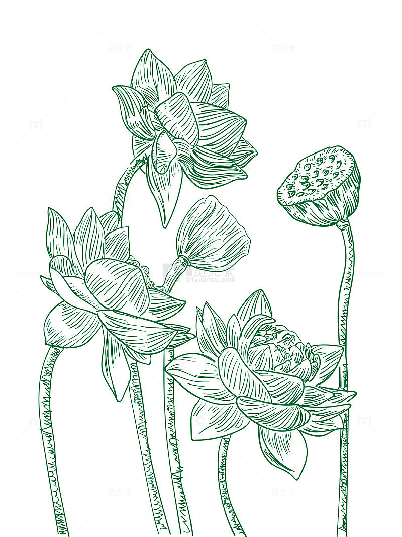 莲花莲蓬手绘线条画矢量图