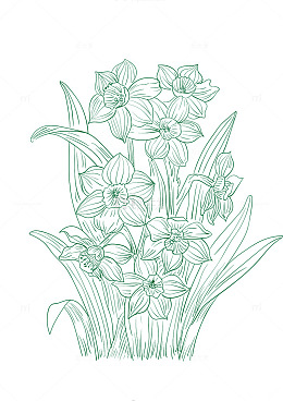 水仙花植物手绘线条画矢量图