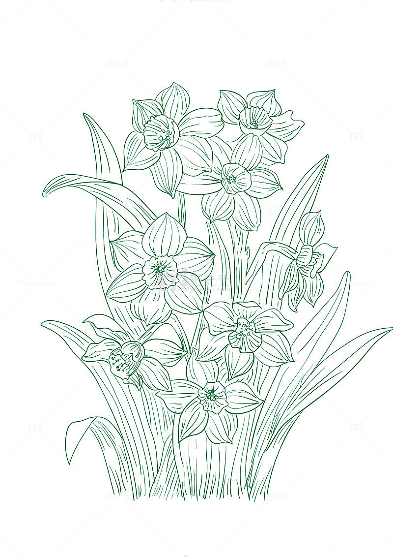 水仙花植物手绘线条画矢量图