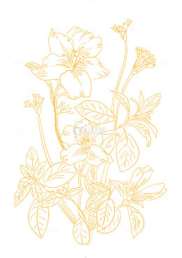 金色线条花卉线描艺术图案