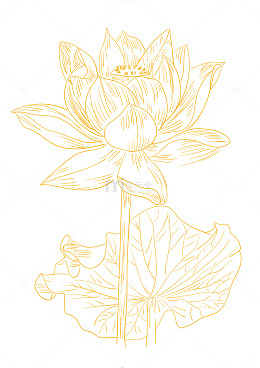 荷花线条画装饰手绘矢量图