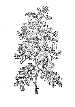 黑白线描花卉插画