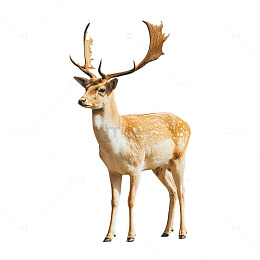 森林之王鹿影神韵