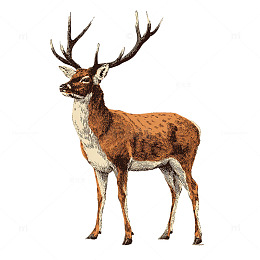 森林深处的雄伟麋鹿之王